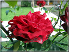 foto Rose